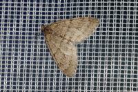 Trichopteryx carpinata