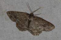 Ectropis crepuscularia