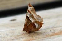 Selenia tetralunaria