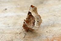 Selenia tetralunaria