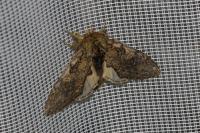 Peridea anceps