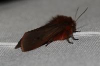 Phragmatobia fuliginosa