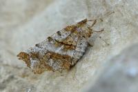 Selenia dentaria