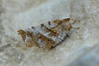 Selenia dentaria