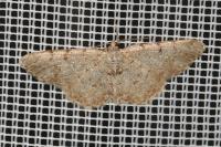 Aethalura punctulata