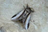 Pheosia tremula