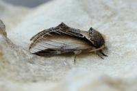 Pheosia tremula