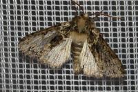 Polyploca ridens