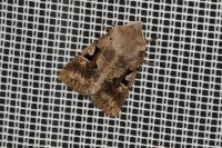 Orthosia gothica