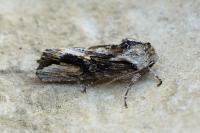 Egira conspicillaris