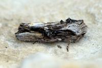 Egira conspicillaris