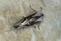 Egira conspicillaris