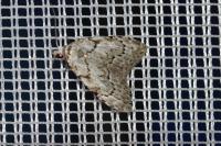 Nola confusalis