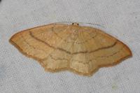 Cyclophora linearia