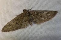 Eupithecia dodoneata
