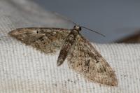 Eupithecia dodoneata