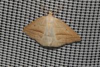 Petrophora chlorosata