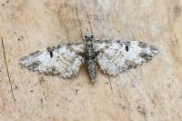 Eupithecia irriguata