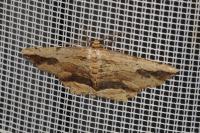 Menophra abruptaria
