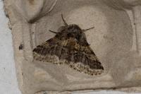 Lycia hirtaria