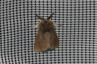 Diaphora mendica