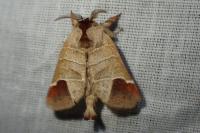Clostera curtula