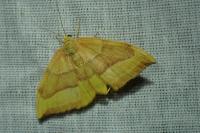 Watsonalla cultraria