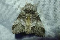 Drymonia dodonaea