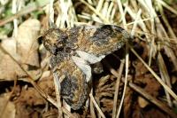 Notodonta tritophus