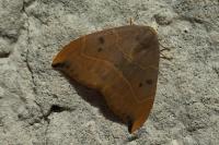 Watsonalla binaria
