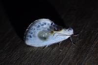 Cilix glaucata