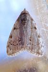 Nola confusalis