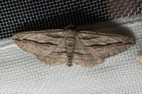 Ecleora solieraria