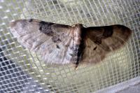 Idaea filicata