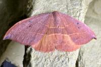 Watsonalla uncinula