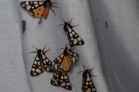 Arctia villica