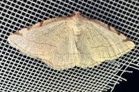 Stegania trimaculata