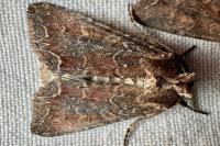 Lacanobia suasa