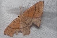 Cyclophora ruficiliaria