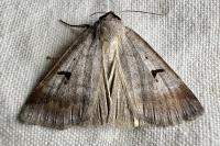 Lygephila pastinum