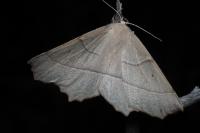 Gerinia honoraria
