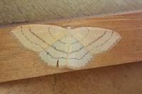 Cyclophora linearia