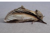 Pheosia tremula