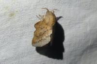Phyllodesma tremulifolia