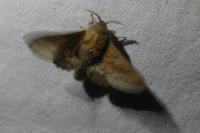Phyllodesma tremulifolia