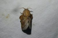 Phyllodesma tremulifolia