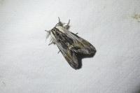 Harpyia milhauseri