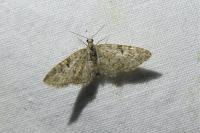 Eupithecia dodoneata