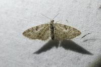 Eupithecia dodoneata