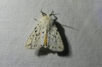 Spilosoma lubricipeda